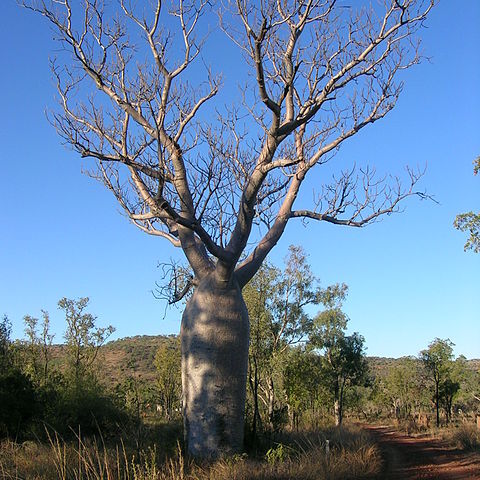 Adansonia gregorii unspecified picture