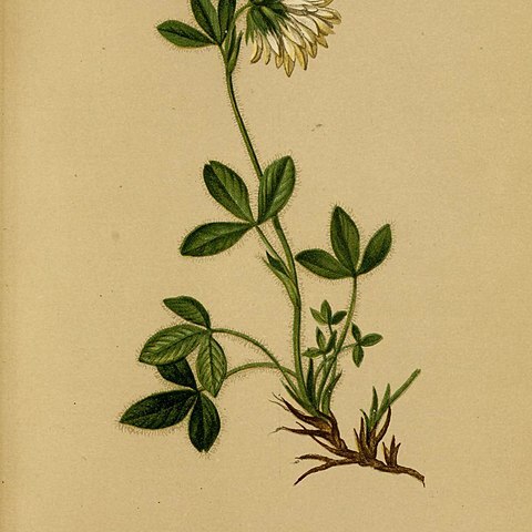 Trifolium noricum unspecified picture