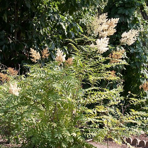 Sorbaria grandiflora unspecified picture