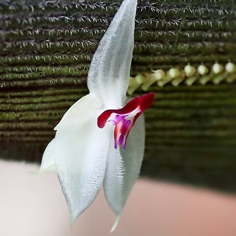 Lepanthes magnifica unspecified picture