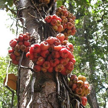 Ficus itoana unspecified picture