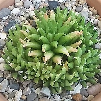 Haworthia chloracantha unspecified picture