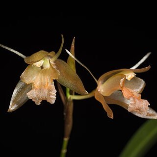 Coelogyne planiscapa unspecified picture