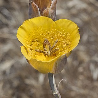 Calochortus clavatus var. pallidus unspecified picture