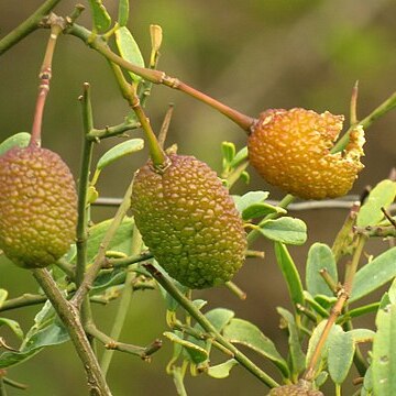 Maerua juncea unspecified picture