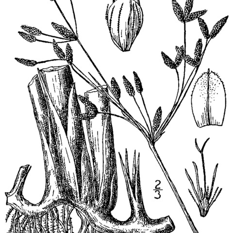 Schoenoplectus acutus unspecified picture