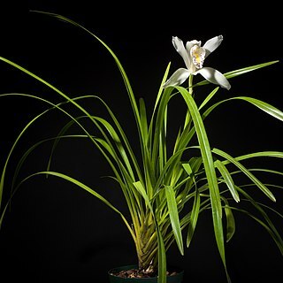 Cymbidium eburneum unspecified picture