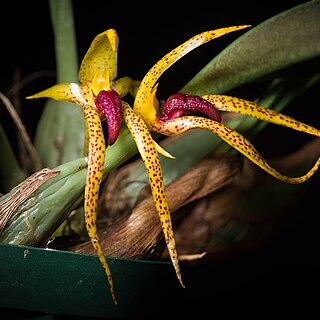 Bulbophyllum recurvilabre unspecified picture