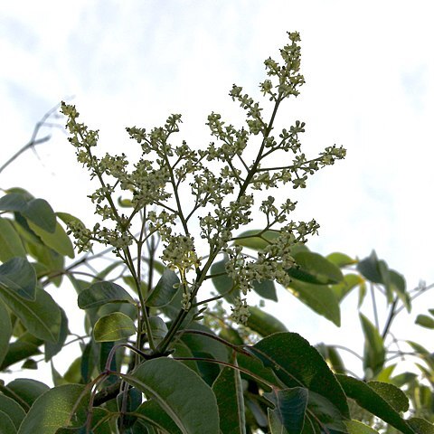 Zanthoxylum flavum unspecified picture