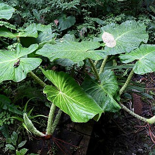 Philodendron fibrosum unspecified picture