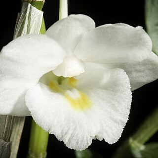 Dendrobium arcuatum unspecified picture