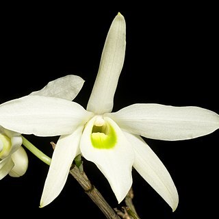 Dendrobium wilsonii unspecified picture