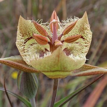 Calochortus tiburonensis unspecified picture