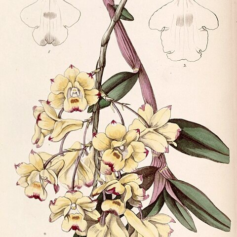 Dendrobium sanguinolentum unspecified picture