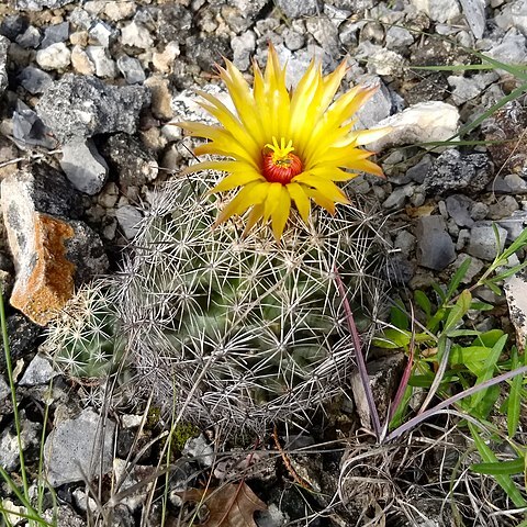 Coryphantha sulcata unspecified picture