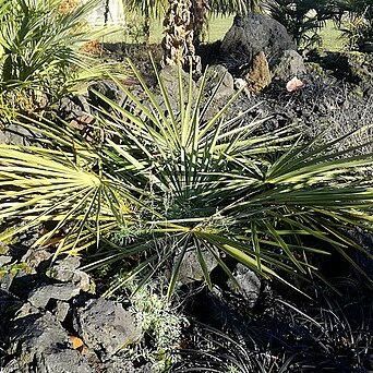 Trachycarpus nanus unspecified picture