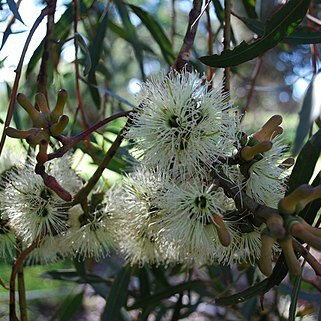 Eucalyptus annulata unspecified picture