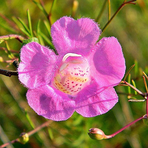 Agalinis filifolia unspecified picture