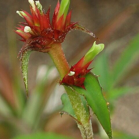 Orthophytum disjunctum unspecified picture