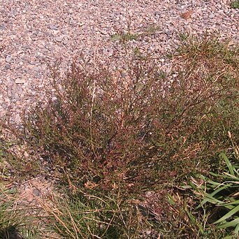 Lepidium pseudotasmanicum unspecified picture