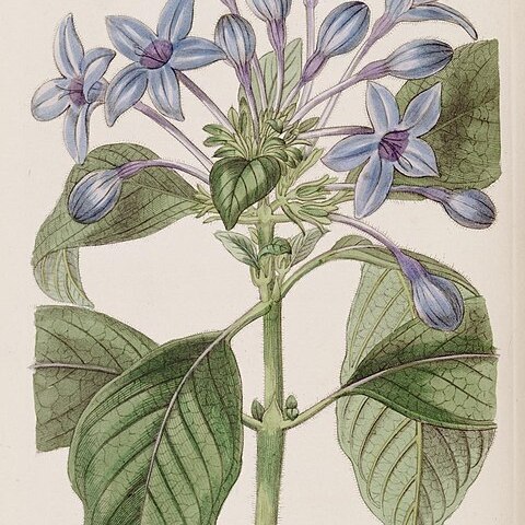 Hindsia violacea unspecified picture