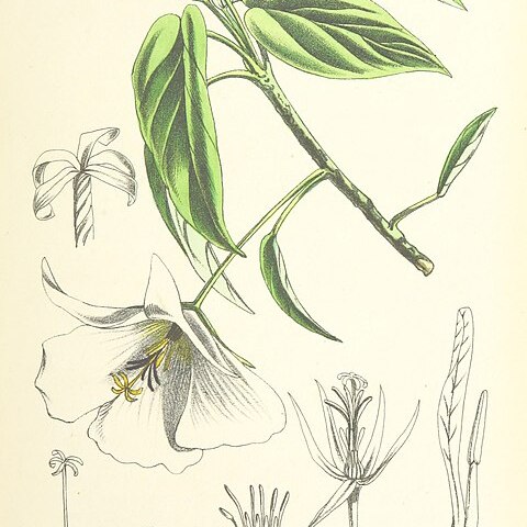 Trochetiopsis melanoxylon unspecified picture