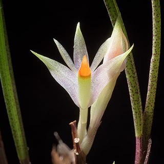 Dendrobium hellwigianum unspecified picture