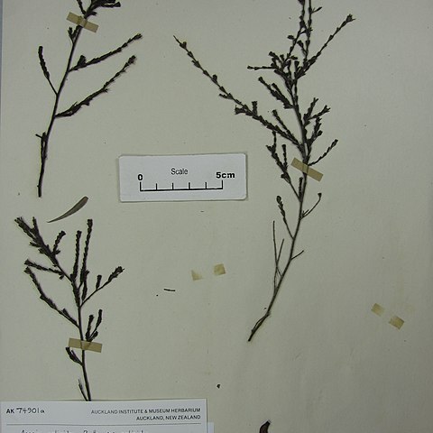 Acacia galioides unspecified picture