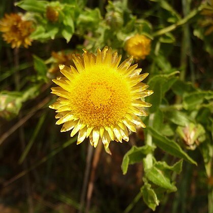 Helichrysum aureum unspecified picture