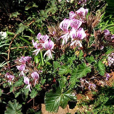 Pelargonium cordifolium unspecified picture