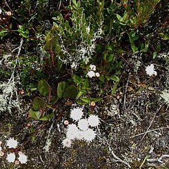 Ageratina tinifolia unspecified picture