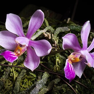 Phalaenopsis honghenensis unspecified picture