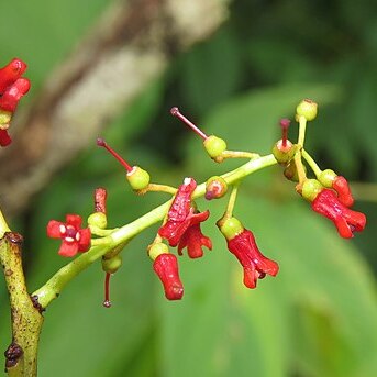 Helixanthera wallichiana unspecified picture