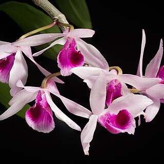 Dendrobium anosmum unspecified picture