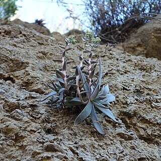 Dudleya cymosa subsp. ovatifolia unspecified picture