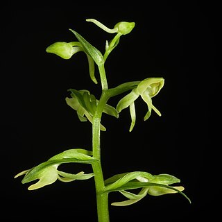 Platanthera hachijoensis unspecified picture