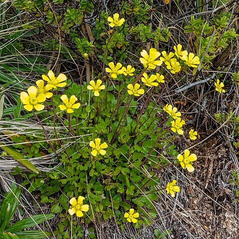 Ranunculus enysii unspecified picture