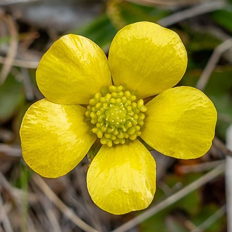 Ranunculus enysii unspecified picture