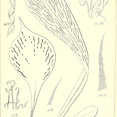 Antrophyum unspecified picture