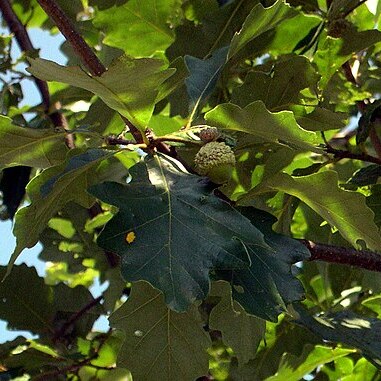 Quercus sinuata unspecified picture