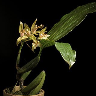 Coelogyne brunnea unspecified picture