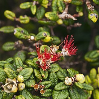 Metrosideros rugosa unspecified picture