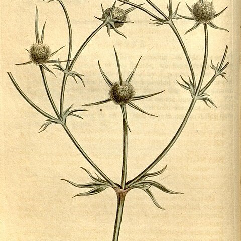 Eryngium corniculatum unspecified picture