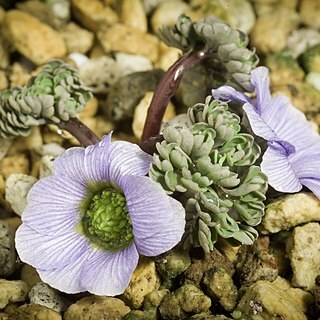 Callianthemum farreri unspecified picture