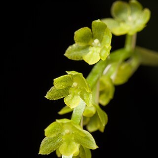 Dendrochilum filiforme unspecified picture