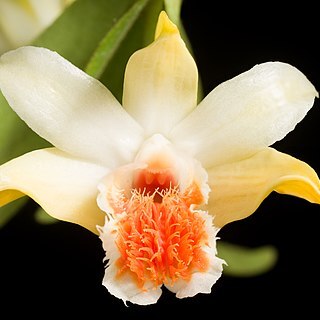 Dendrobium cariniferum unspecified picture