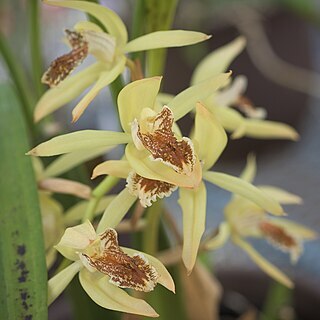 Coelogyne zurowetzii unspecified picture