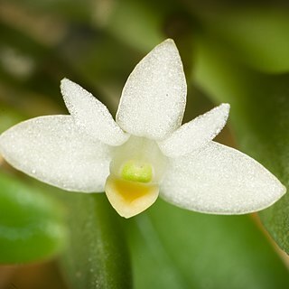 Dendrobium funiforme unspecified picture