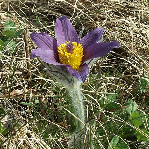 Pulsatilla vulgaris unspecified picture