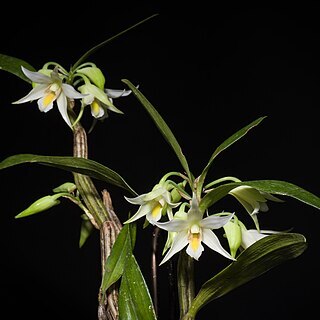 Dendrobium sutepense unspecified picture